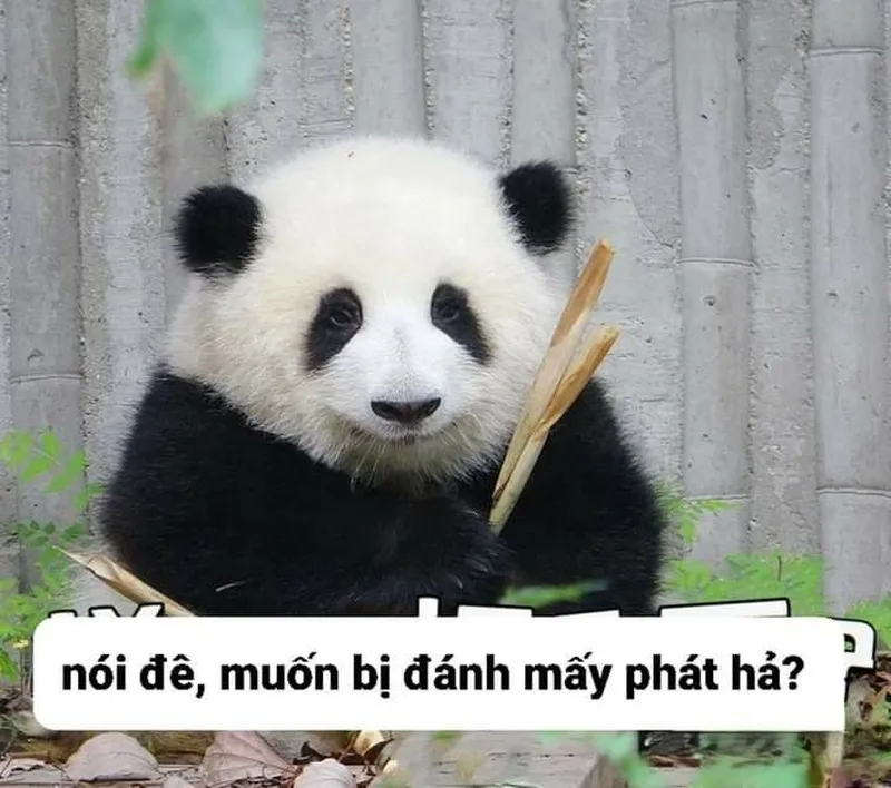 Meme gấu trúc thâm mắt khiến bạn cảm thấy thích thú Meme gấu trúc thâm mắt khiến bạn cảm thấy thích thú
