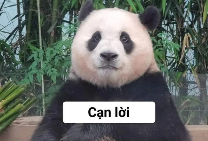 Meme gấu trúc dễ thương khiến trái tim bạn tan chảy Meme gấu trúc dễ thương khiến trái tim bạn tan chảy