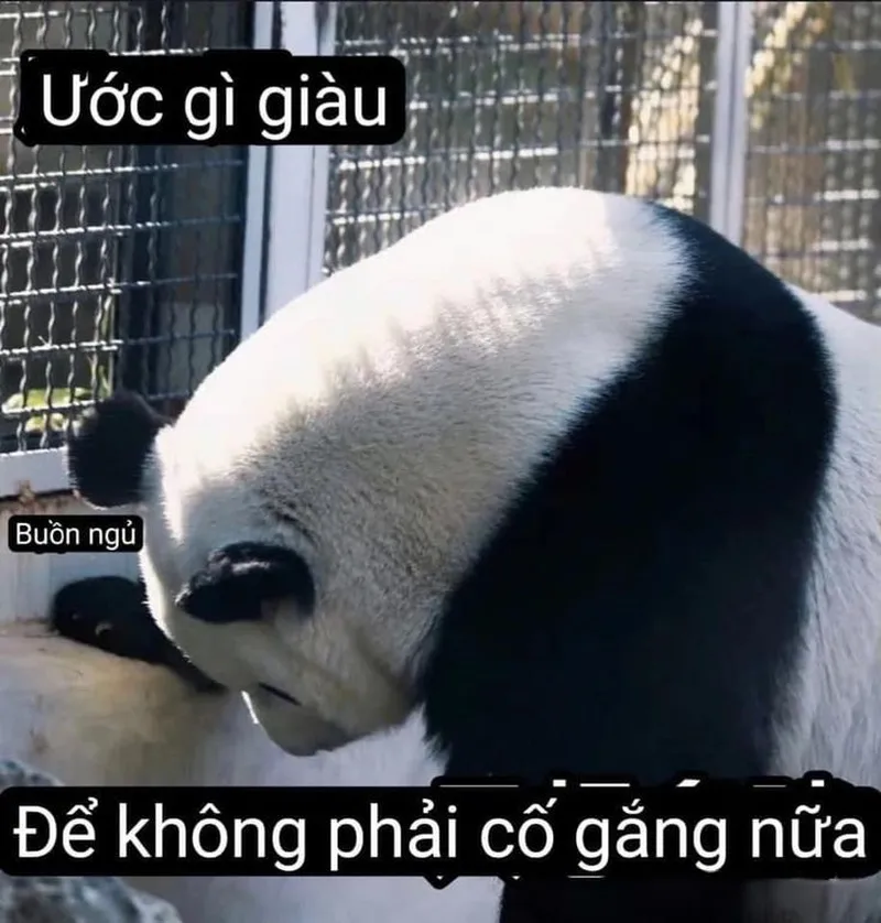 Gấu trúc meme cute thật đáng yêu và vui nhộn Gấu trúc meme cute thật đáng yêu và vui nhộn