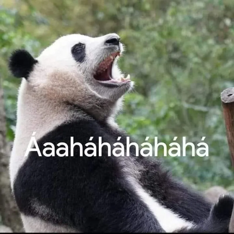 Gấu trúc meme tạm biệt cute mang lại cảm giác ấm áp Gấu trúc meme tạm biệt cute mang lại cảm giác ấm áp