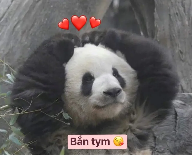 Meme gấu trúc xin lỗi thật dễ thương và hài hước Meme gấu trúc xin lỗi thật dễ thương và hài hước