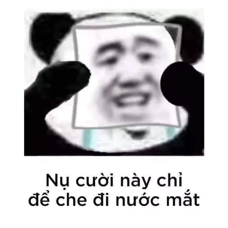 Ảnh meme gấu trúc meme hài thật đáng yêu và vui nhộn Ảnh meme gấu trúc meme hài thật đáng yêu và vui nhộn