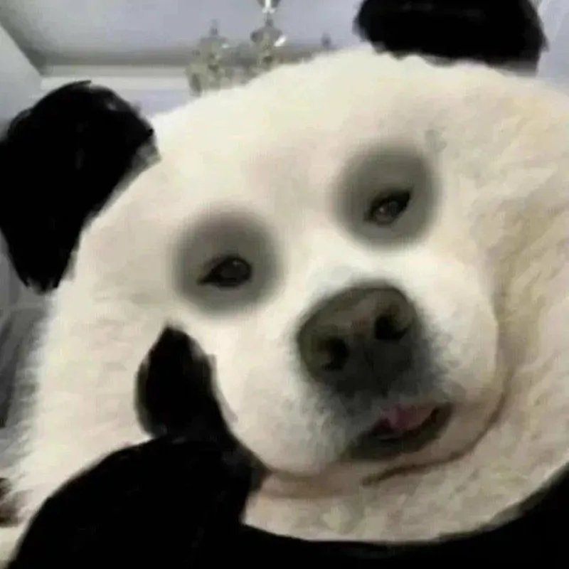 Gấu trúc meme ngủ ngon khiến bạn cảm thấy ấm áp Gấu trúc meme ngủ ngon khiến bạn cảm thấy ấm áp
