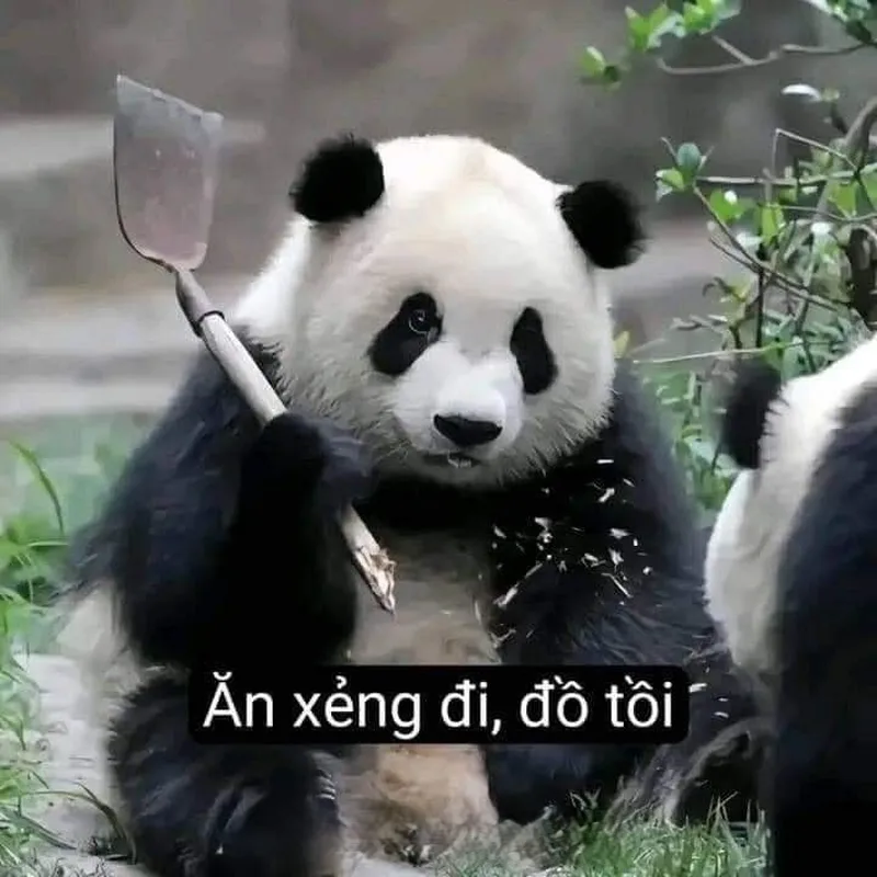 Meme gấu trúc ok khiến bạn cảm thấy thích thú Meme gấu trúc ok khiến bạn cảm thấy thích thú