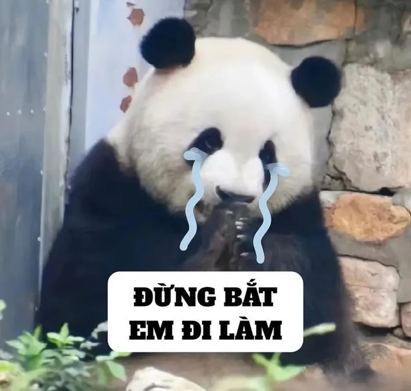 Meme gấu trúc ngạc nhiên thật hài hước và thú vị Meme gấu trúc ngạc nhiên thật hài hước và thú vị