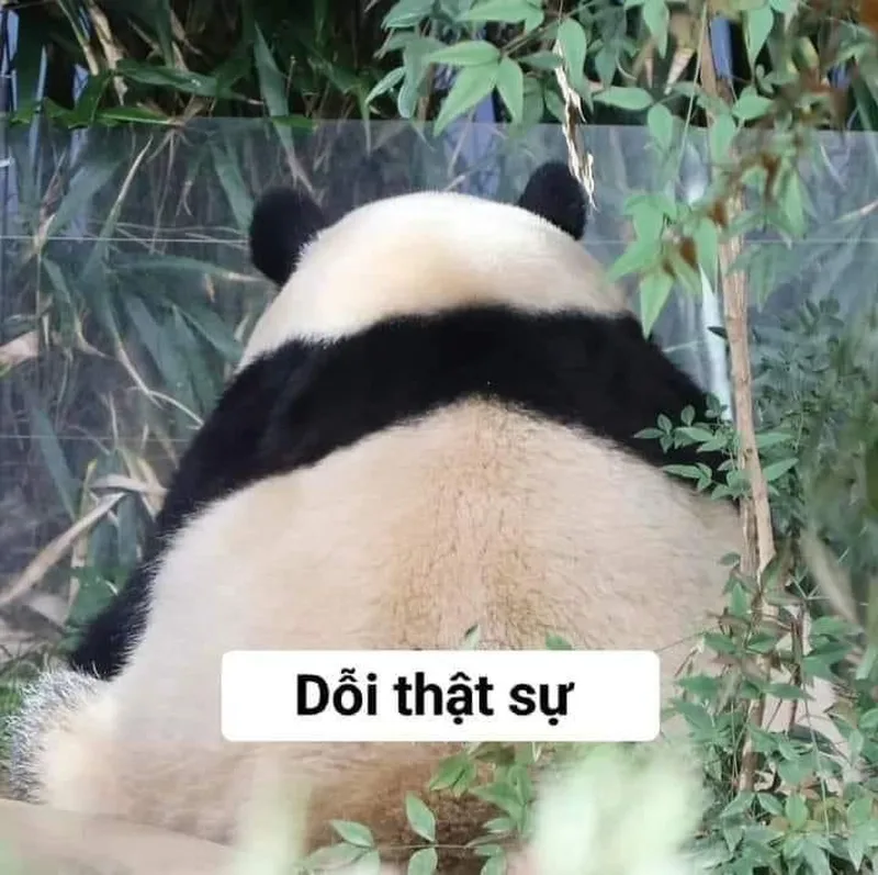 Meme gấu trúc hỏi chấm khiến bạn không thể rời mắt Meme gấu trúc hỏi chấm khiến bạn không thể rời mắt