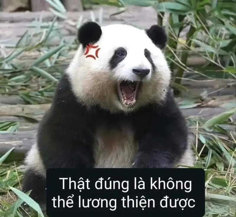 Meme gấu trúc đánh khiến bạn cảm thấy vui vẻ Meme gấu trúc đánh khiến bạn cảm thấy vui vẻ