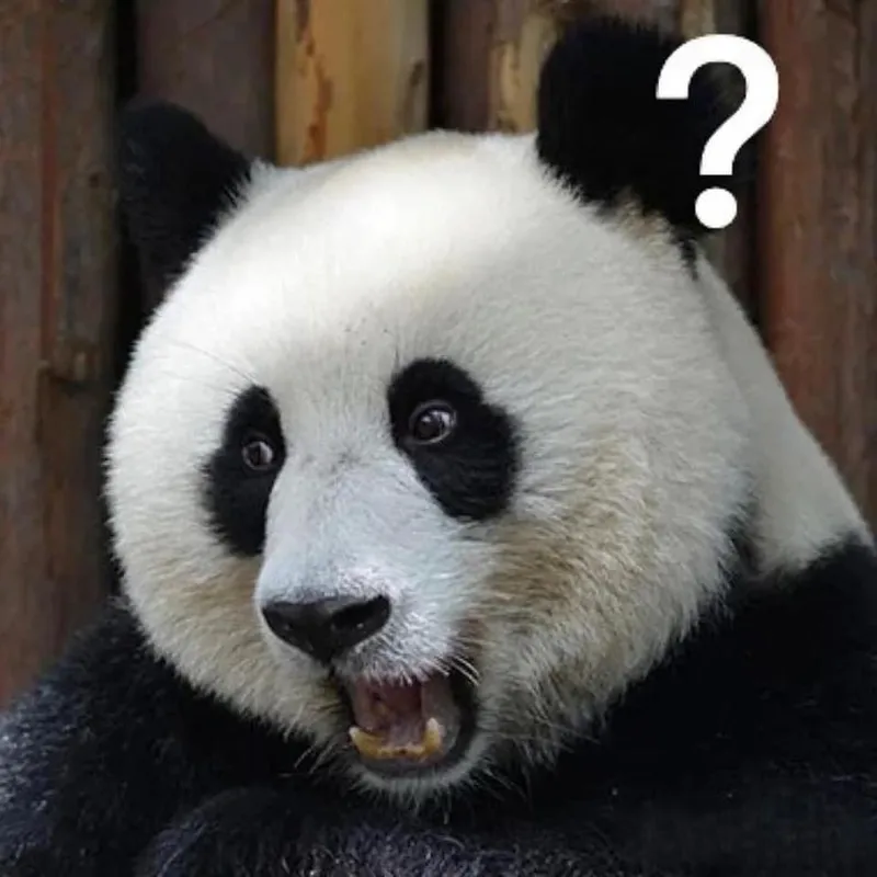 Meme gấu trúc hài hước thật thú vị và độc đáo Meme gấu trúc hài hước thật thú vị và độc đáo
