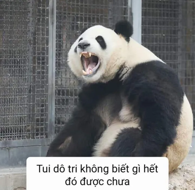 Meme gấu trúc khó hiểu khiến bạn cảm thấy thích thú Meme gấu trúc khó hiểu khiến bạn cảm thấy thích thú