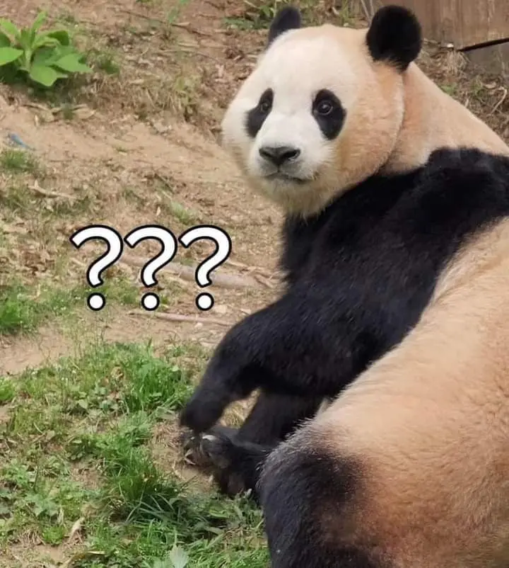 Meme gấu trúc ngại khiến bạn không thể nhịn cười Meme gấu trúc ngại khiến bạn không thể nhịn cười