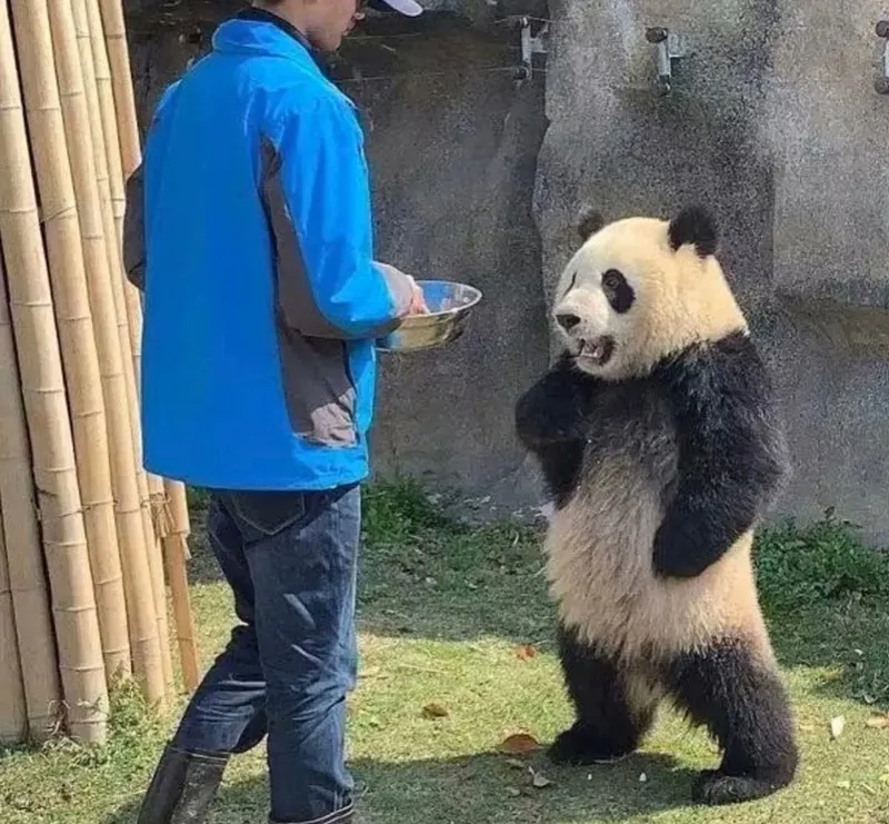 Bựa meme gấu trúc khiến bạn cảm thấy vui vẻ Bựa meme gấu trúc khiến bạn cảm thấy vui vẻ