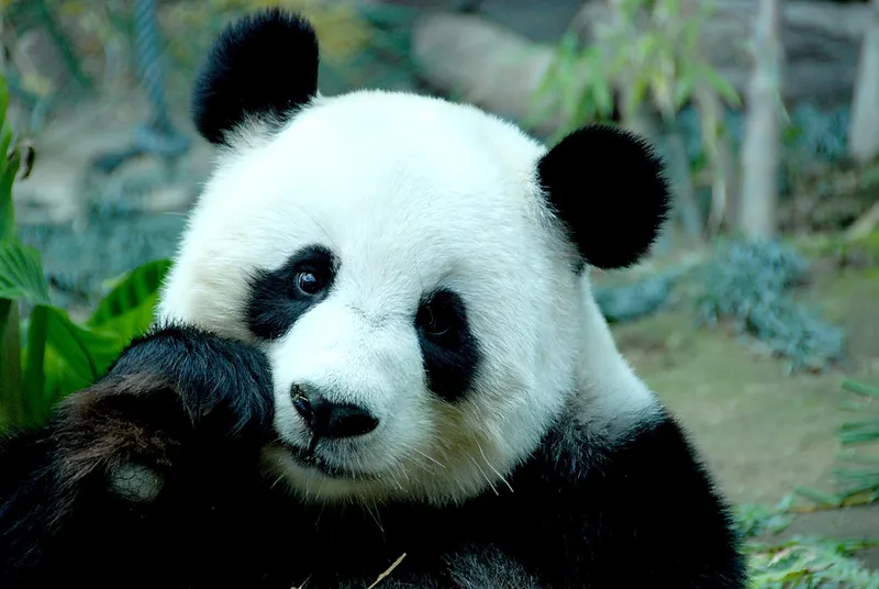 Meme gấu trúc thôi thôi thật hài hước và thú vị Meme gấu trúc thôi thôi thật hài hước và thú vị