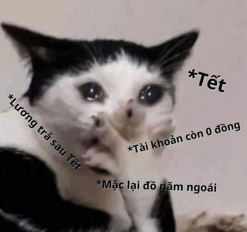 Meme xin tiền người yêu thật đáng yêu và hài hước Meme xin tiền người yêu thật đáng yêu và hài hước