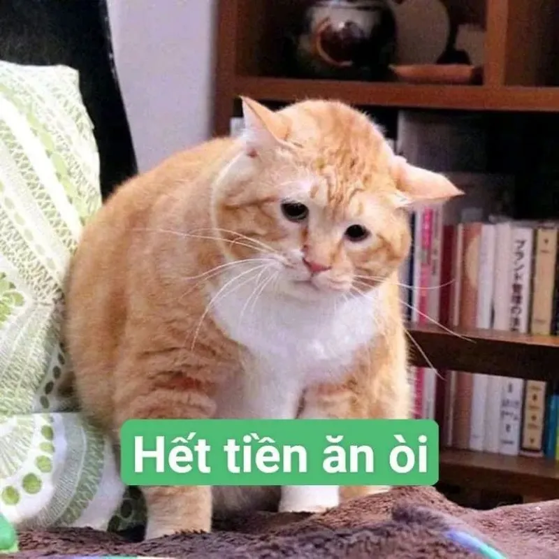 Ảnh meme cầm tiền thật đáng yêu và hài hước Ảnh meme cầm tiền thật đáng yêu và hài hước