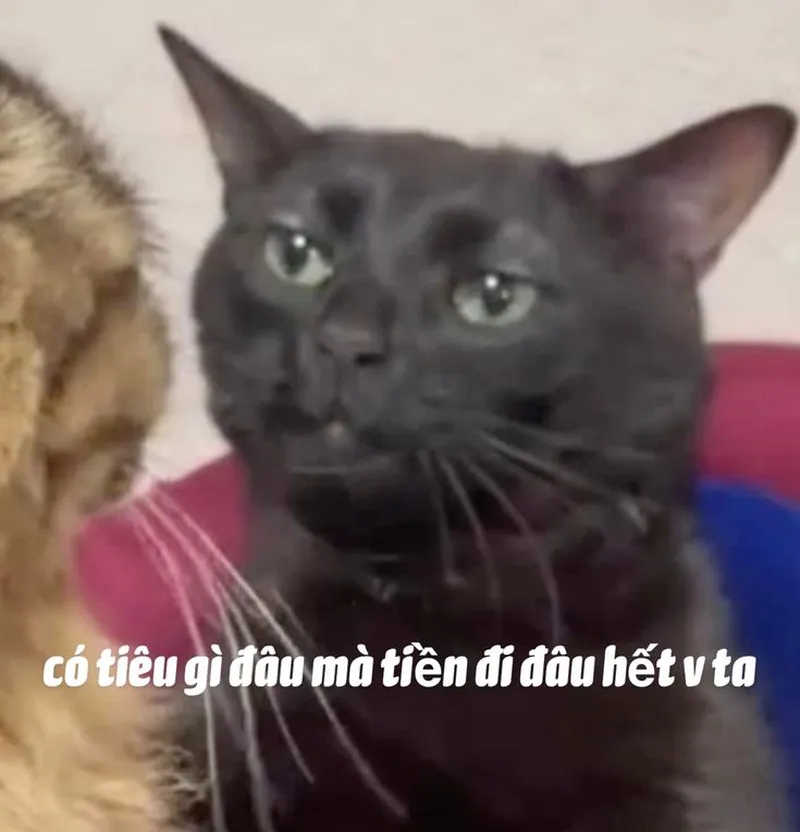 Meme đưa hết tiền đây khiến bạn cảm thấy thích thú Meme đưa hết tiền đây khiến bạn cảm thấy thích thú