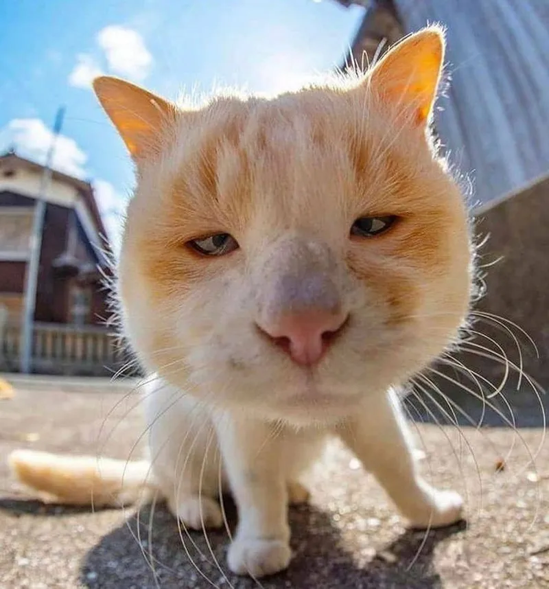 Meme hài lòng mang lại cảm giác vui vẻ Meme hài lòng mang lại cảm giác vui vẻ