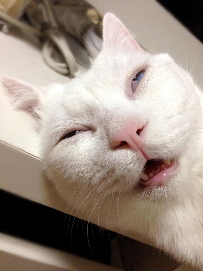 Hài hước cute ảnh người que meme thật thú vị Hài hước cute ảnh người que meme thật thú vị