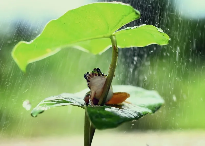 Kìa chú là chú ếch con mang đến sự ngộ nghĩnh và đáng yêu Kìa chú là chú ếch con mang đến sự ngộ nghĩnh và đáng yêu