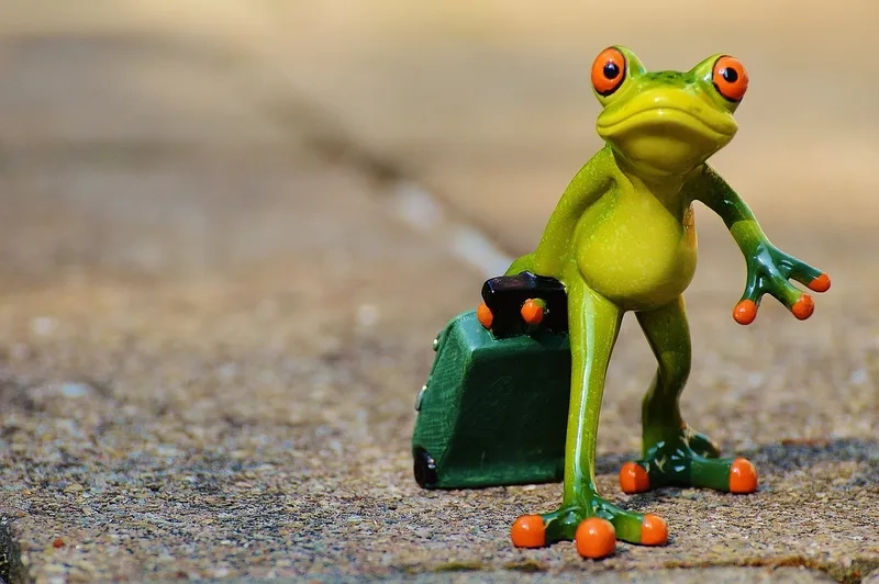 Ếch độc nhất thế giới mang đến sự thú vị và hiếm có Ếch độc nhất thế giới mang đến sự thú vị và hiếm có