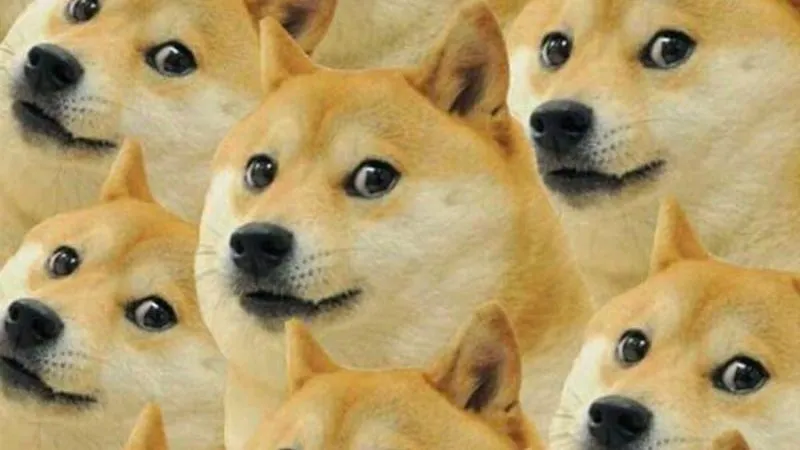 Hình nền mèo meme mang đến sự dễ thương cho không gian làm việc Hình nền mèo meme mang đến sự dễ thương cho không gian làm việc