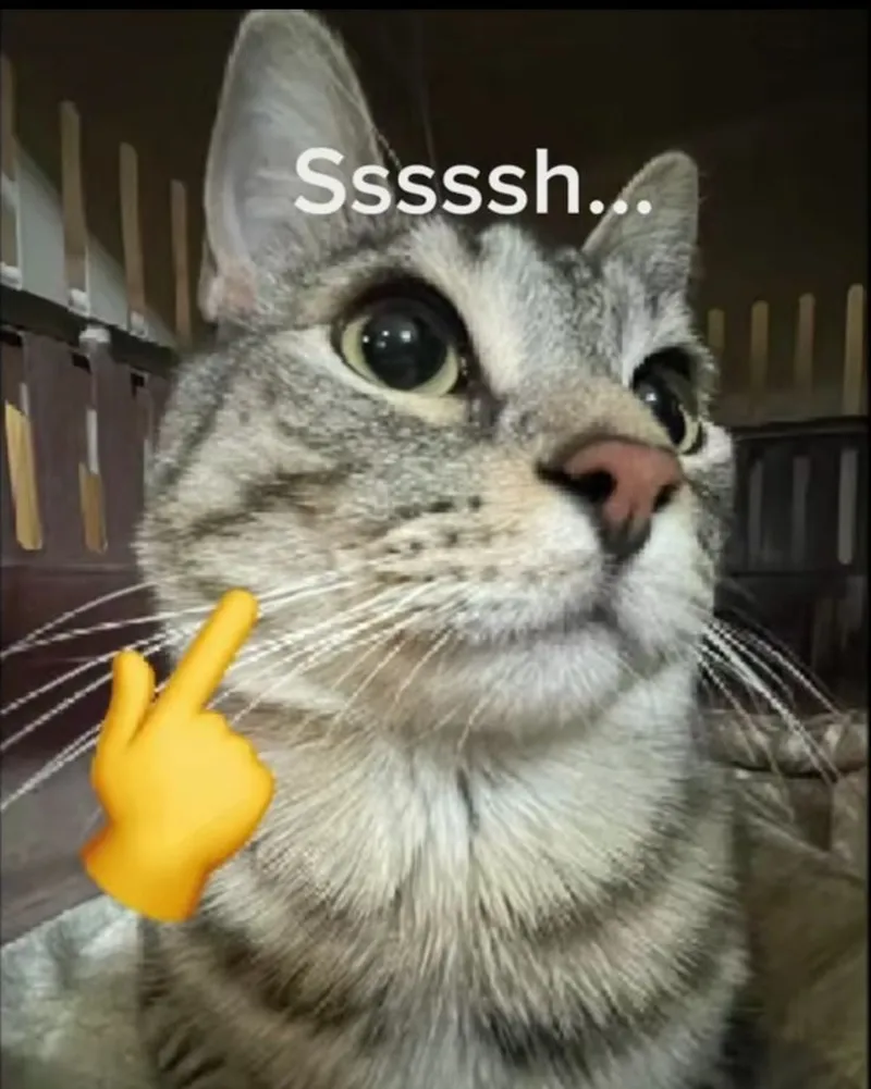 Meme mèo ôm đầu thể hiện sự dễ thương và hài hước Meme mèo ôm đầu thể hiện sự dễ thương và hài hước