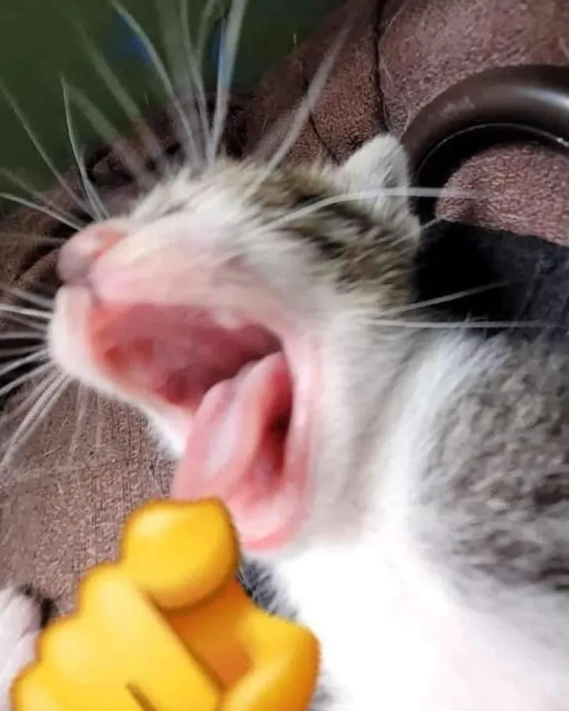 Meme mèo ăn chuối thật vui nhộn và đáng yêu Meme mèo ăn chuối thật vui nhộn và đáng yêu