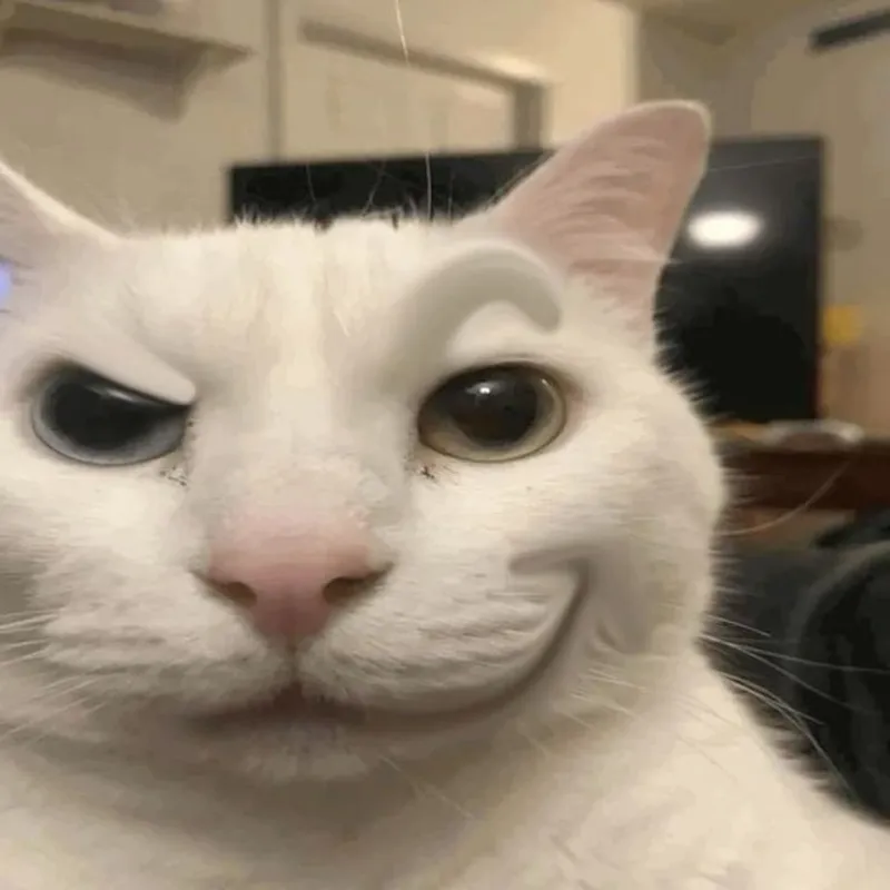 Meme mèo ăn hạt khiến bạn cảm thấy thú vị Meme mèo ăn hạt khiến bạn cảm thấy thú vị