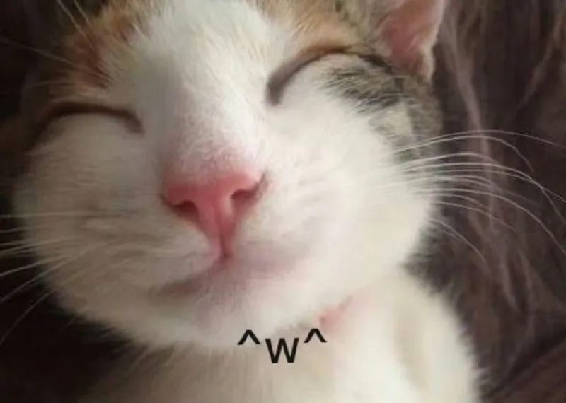 Meme mèo ăn rau thật hài hước và dễ thương Meme mèo ăn rau thật hài hước và dễ thương