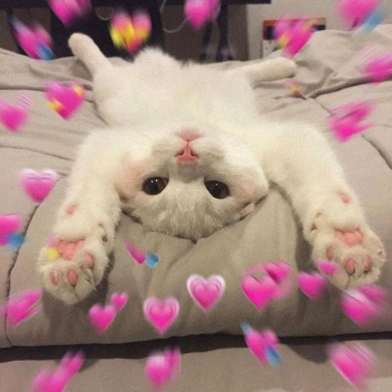 Meme mèo ôm nhau thể hiện tình cảm ngọt ngào Meme mèo ôm nhau thể hiện tình cảm ngọt ngào