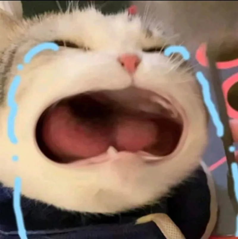 Meme mèo yêu anh thể hiện tình cảm ngọt ngào Meme mèo yêu anh thể hiện tình cảm ngọt ngào