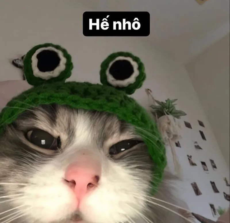 Meme mèo cười nhe răng thật dễ thương và hài hước Meme mèo cười nhe răng thật dễ thương và hài hước