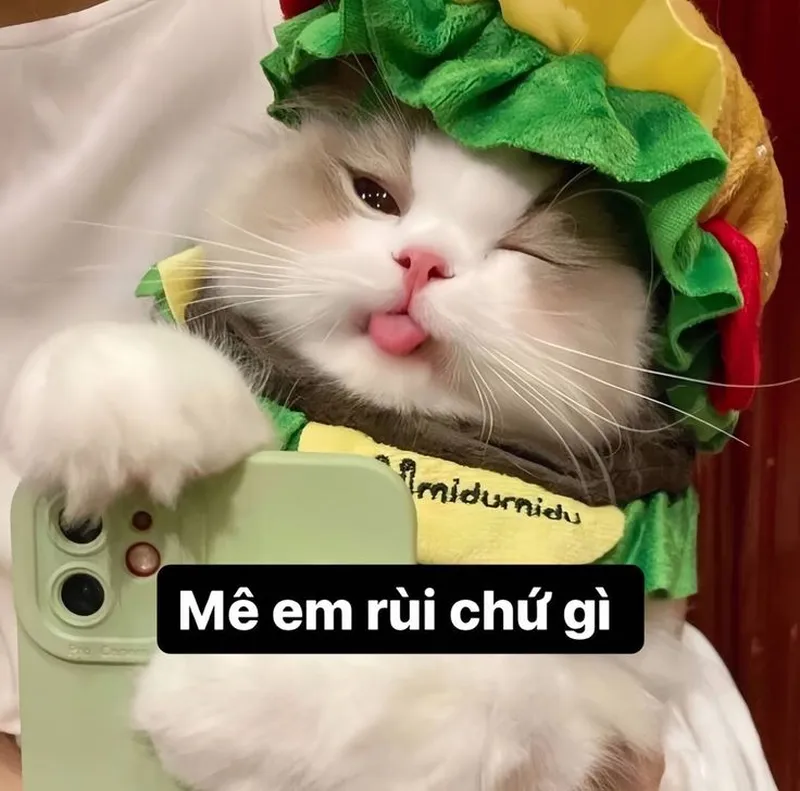 Meme mèo cười nhếch mép mang lại niềm vui bất ngờ Meme mèo cười nhếch mép mang lại niềm vui bất ngờ