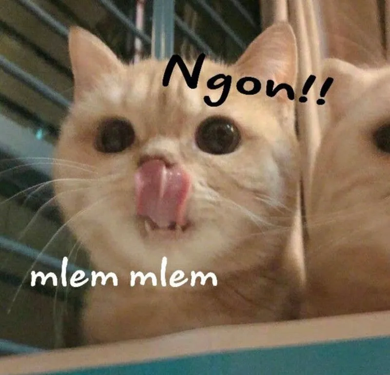 Hình meme mèo cười làm bừng sáng ngày của bạn Hình meme mèo cười làm bừng sáng ngày của bạn