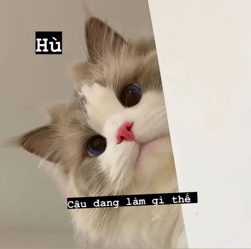 Meme mèo khóc cute khiến trái tim bạn tan chảy Meme mèo khóc cute khiến trái tim bạn tan chảy