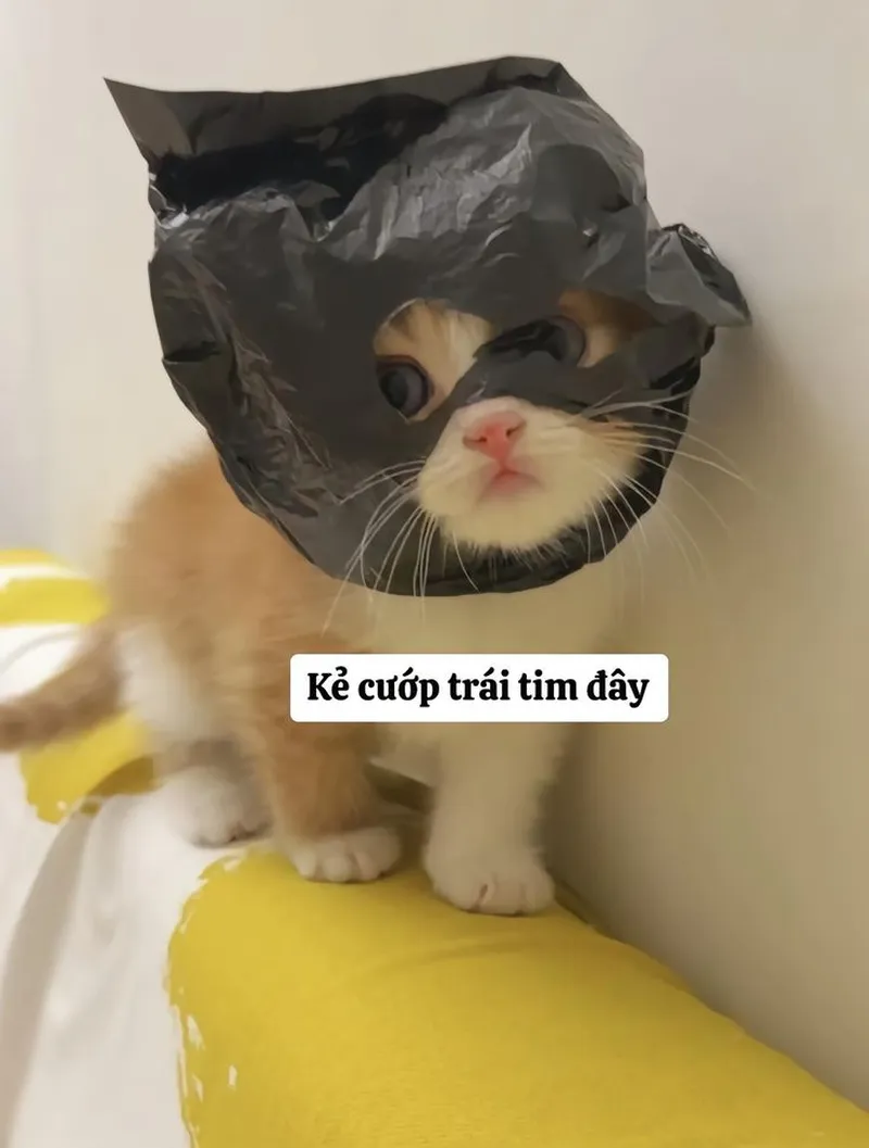 Meme mèo khóc thét mang lại tiếng cười sảng khoái Meme mèo khóc thét mang lại tiếng cười sảng khoái