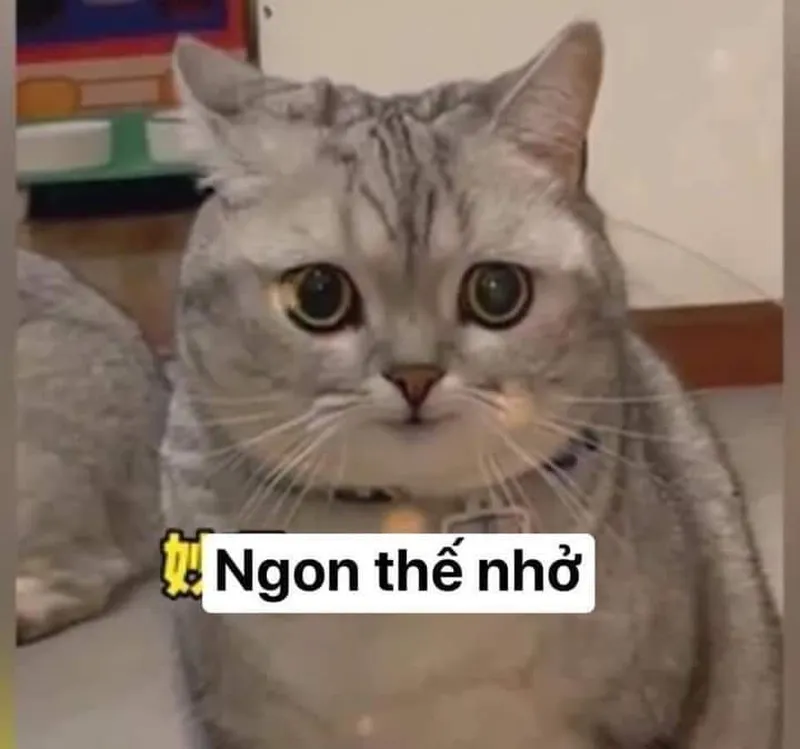 Meme mèo khóc like thể hiện cảm xúc chân thật Meme mèo khóc like thể hiện cảm xúc chân thật