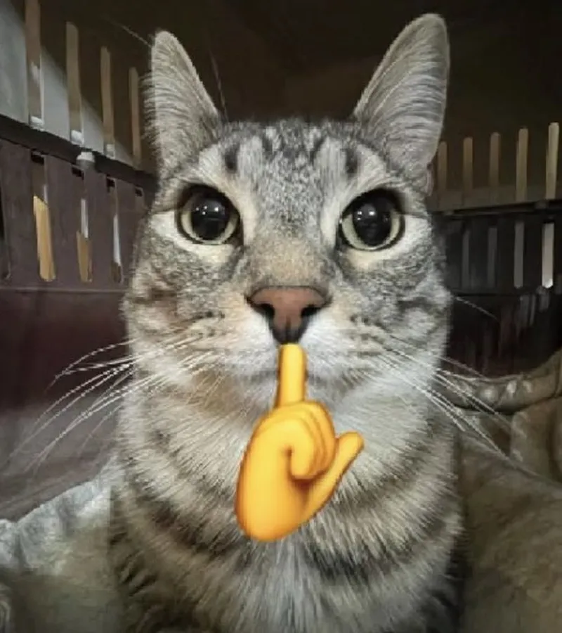 Meme mèo lè lưỡi khiến bạn không thể nhịn cười Meme mèo lè lưỡi khiến bạn không thể nhịn cười