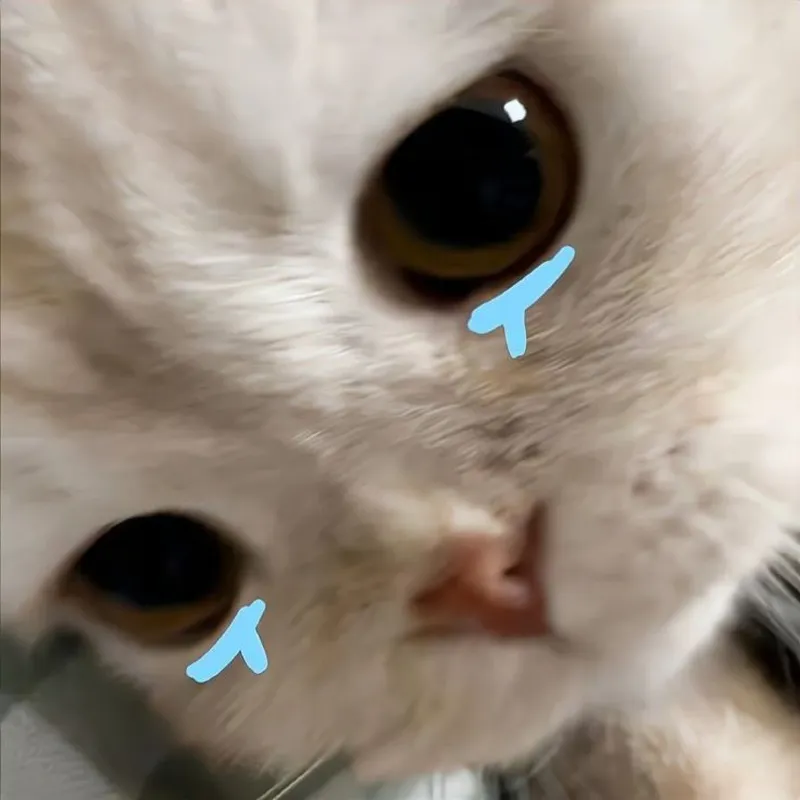 Meme mèo yêu nhau mang lại cảm giác dễ thương Meme mèo yêu nhau mang lại cảm giác dễ thương