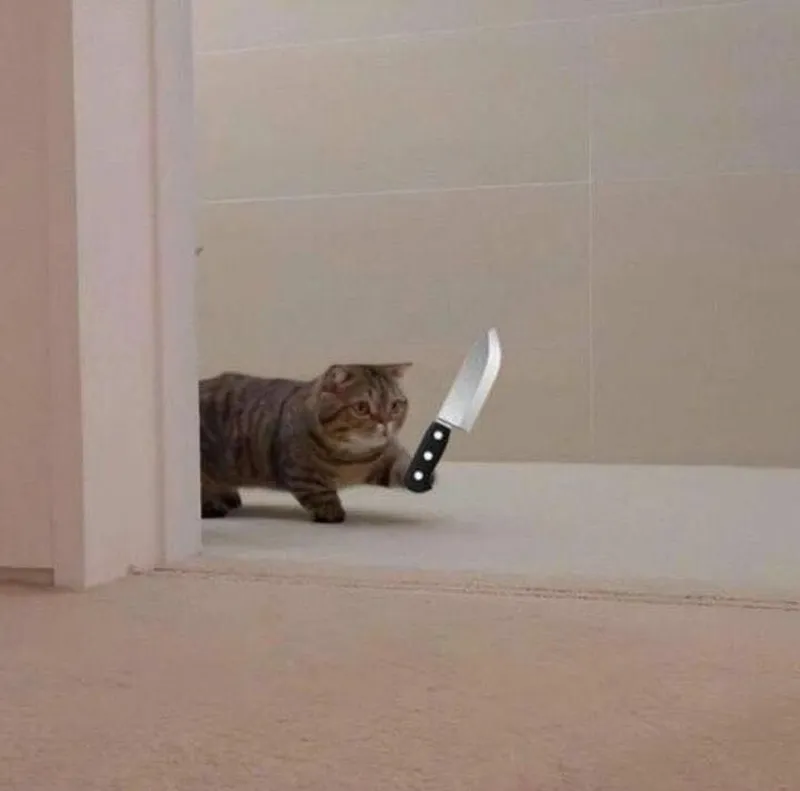 Meme mèo tức giận thể hiện sự bực bội một cách hài hước Meme mèo tức giận thể hiện sự bực bội một cách hài hước