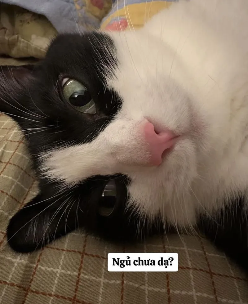 Meme mèo lườm khiến bạn cảm thấy thú vị và hài hước Meme mèo lườm khiến bạn cảm thấy thú vị và hài hước