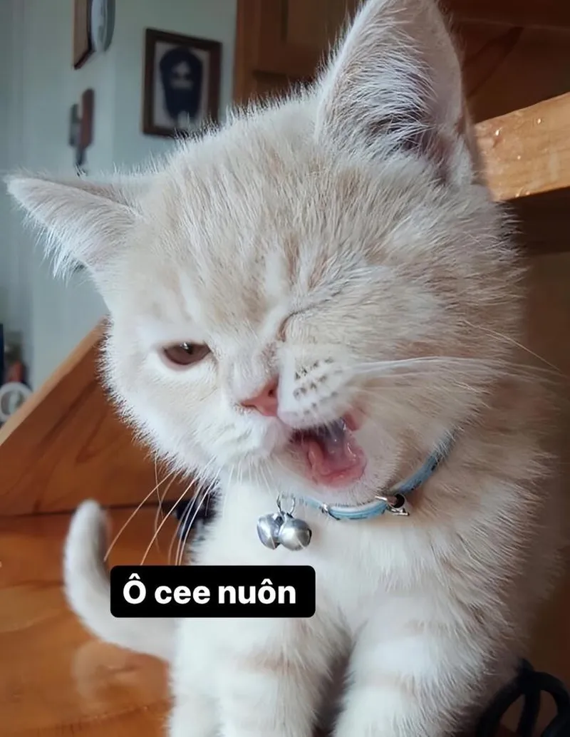 Meme mèo buồn mang lại cảm giác đồng cảm Meme mèo buồn mang lại cảm giác đồng cảm
