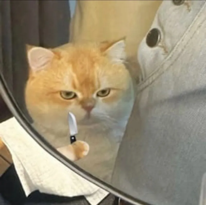 Meme mèo oẹ thật hài hước và đáng yêu Meme mèo oẹ thật hài hước và đáng yêu