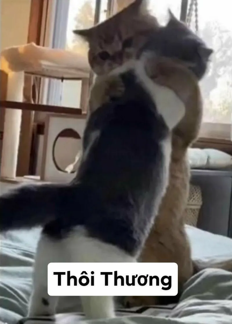 Avatar meme mèo bựa thật độc đáo và thú vị Avatar meme mèo bựa thật độc đáo và thú vị