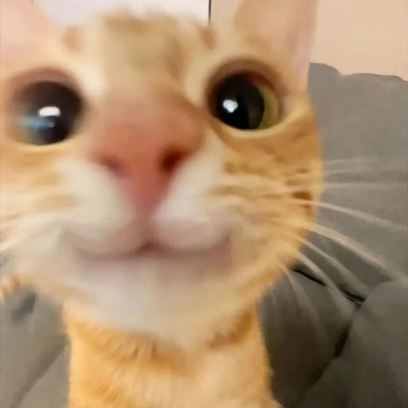 Meme mèo bựa cầm súng mang lại tiếng cười bất ngờ Meme mèo bựa cầm súng mang lại tiếng cười bất ngờ