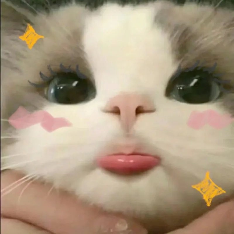 Buồn cười meme mèo bựa khiến bạn không thể quên Buồn cười meme mèo bựa khiến bạn không thể quên