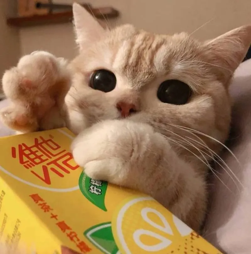 Meme mèo ăn vạ thật hài hước và đáng yêu Meme mèo ăn vạ thật hài hước và đáng yêu