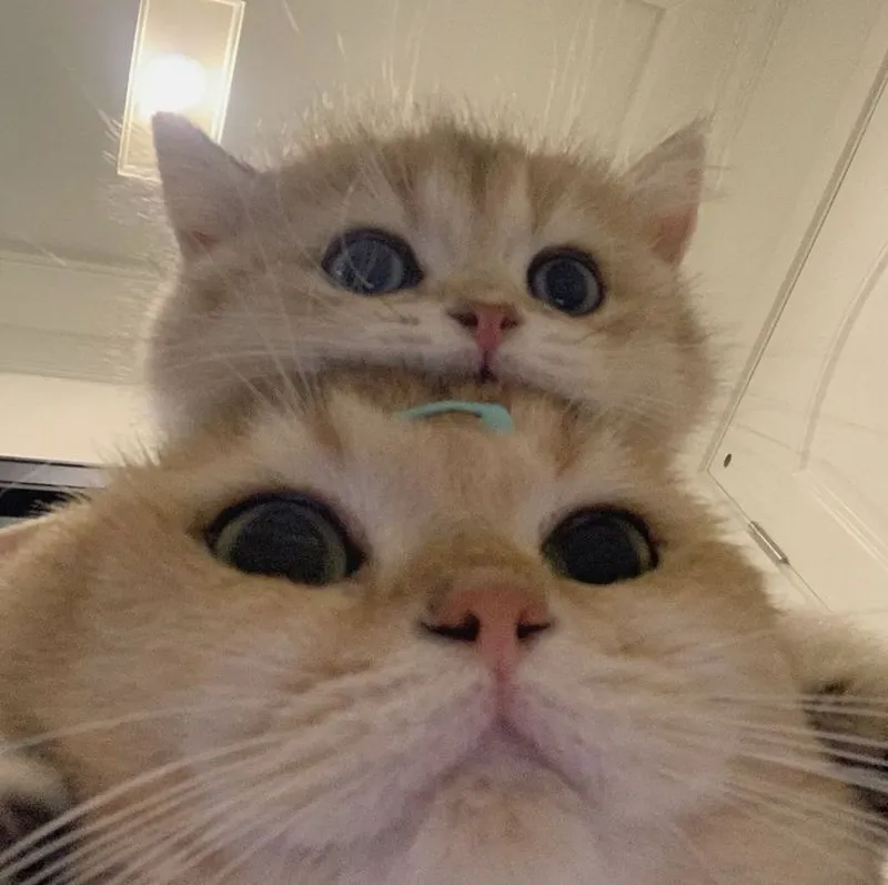 Meme mèo yêu thương khiến trái tim bạn tan chảy Meme mèo yêu thương khiến trái tim bạn tan chảy