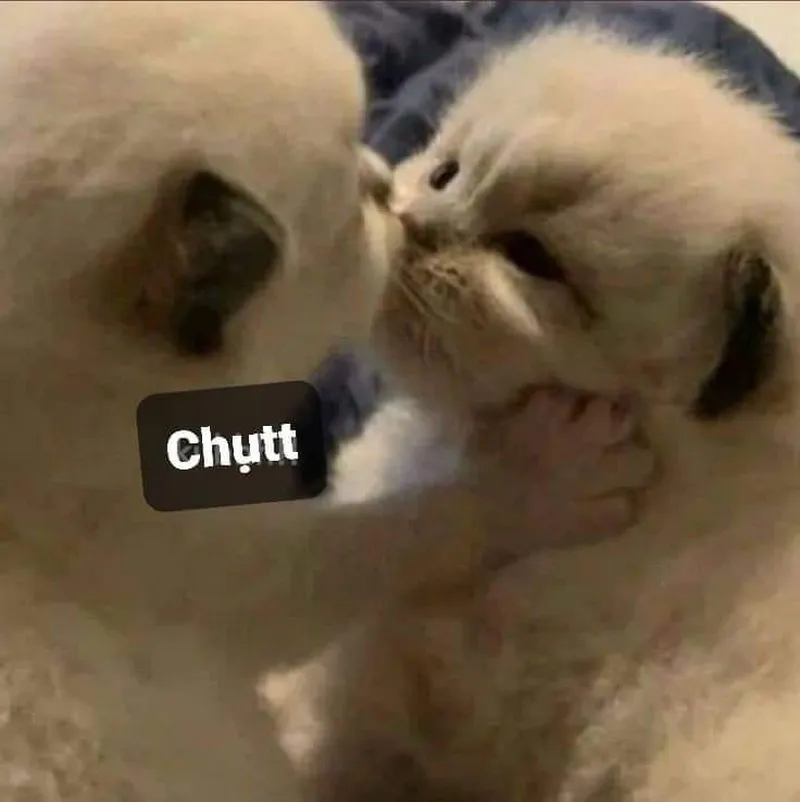 Meme mèo cầm súng thể hiện sự mạnh mẽ hài hước Meme mèo cầm súng thể hiện sự mạnh mẽ hài hước