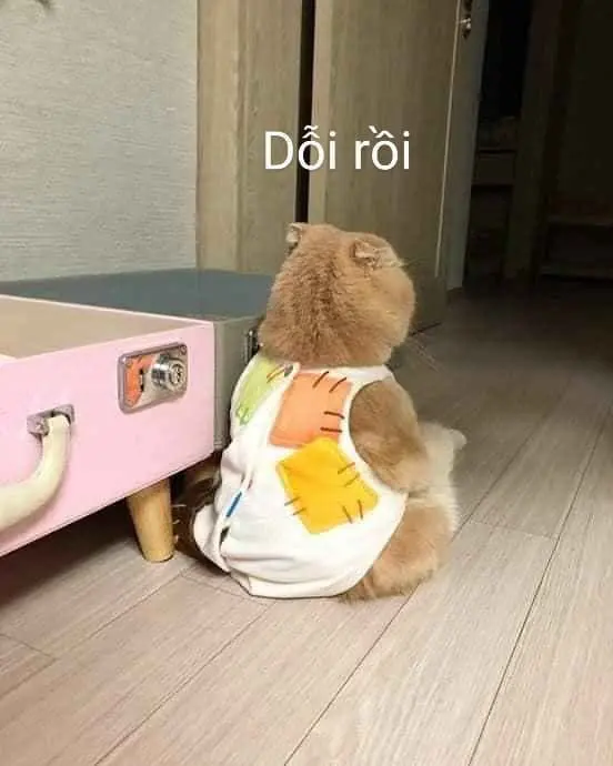 Meme mèo dễ thương thật thu hút và hấp dẫn Meme mèo dễ thương thật thu hút và hấp dẫn