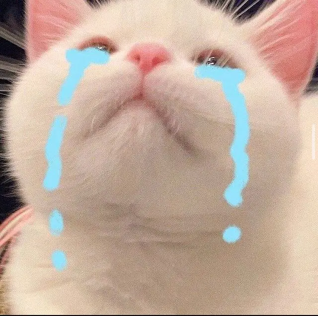 Meme mèo ôm nhau ngủ thật ngọt ngào và dễ thương Meme mèo ôm nhau ngủ thật ngọt ngào và dễ thương